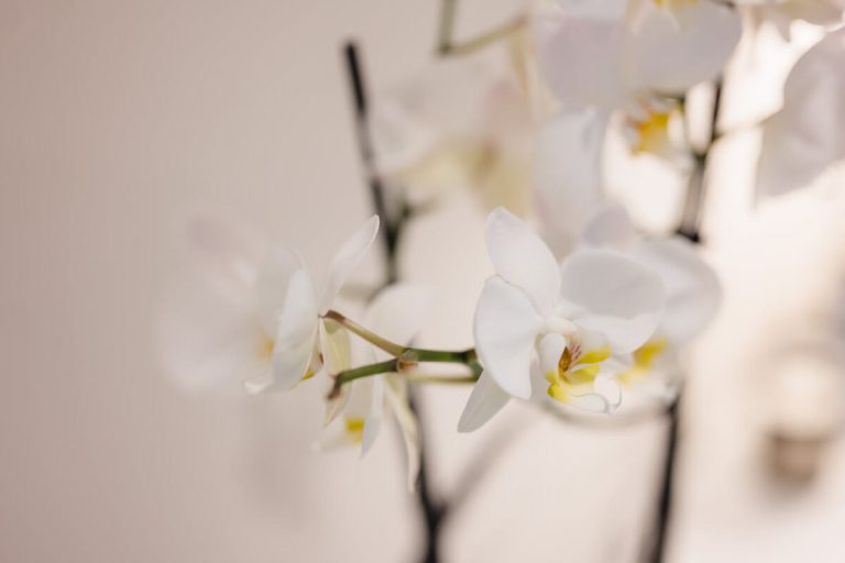 Weiße Orchideenblüten in einer modernen, freundlichen Umgebung.